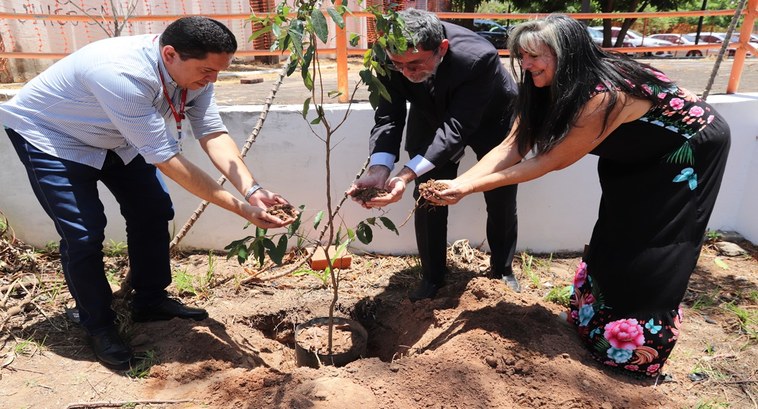 Um dia para plantar Ideias - Celebrando a Semana da Árvore ..